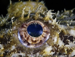 Eye and shrimp by Walter Bassi 